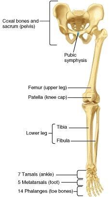 Each leg or lower limb is made up of a femur, tibia and fibula, patella, tarsals, metatarsals and phalanges. The femur (thigh bone) fits into the acetabulum forming a ball and socket joint.