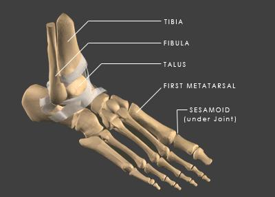 There are 7 small tarsals or ankle bones which glide over each other forming gliding joints.