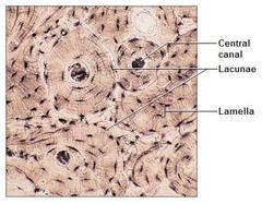 Contains bone cells called osteocytes. Osteocytes are embedded in a rigid intercellular matrix or ground substance.