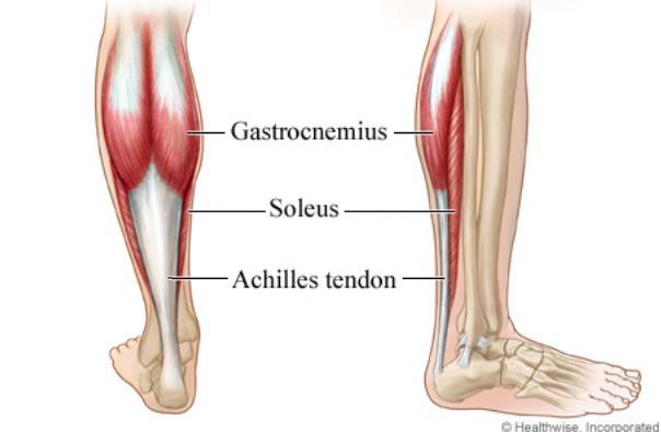 Tendons formed by White fibrous Large number of nonelastic collagen fibres.