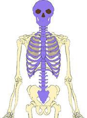 Made up the 80 bones which make up the skull, vertebral column (26/33), ribs (12 pairs) and sternum.