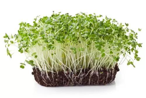 Broccoli Sprouts Human study fed either broccoli sprouts or alfalfa sprouts (as control) for 2 months Successfully reduced h.