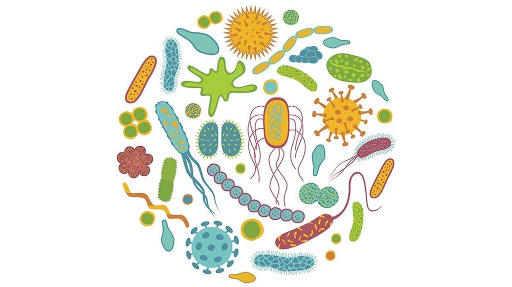 Probiotics Supplements 80 people with confirmed H. pylori received either a mixture of 8 species of probiotics or a placebo for 10 days.