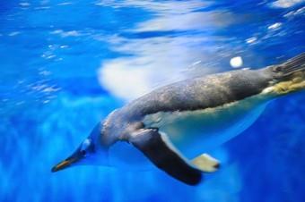 / Q3.Penguins live mainly in the Antarctic. Penguins eat mainly fish. Photograph 1 shows a penguin swimming underwater.