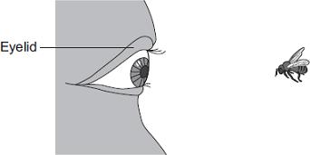 In the blink reflex, light from the bee reaches the light-sensitive cell in the eye.