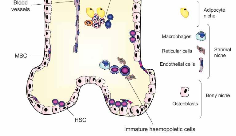 The hemopoietic niche LIF SCF G-GSF GM-CSF IL1α IL6 IL7 IL8 IL11 IL12 IL14 IL15 FLT