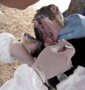 Middle east and North Africa (MENA) Foot-and-mouth disease (FMD SAT2) outbreaks Since early 2012, outbreaks of Foot-and-mouth disease (FMD) serotype SAT2 have been reported in the Middle East and