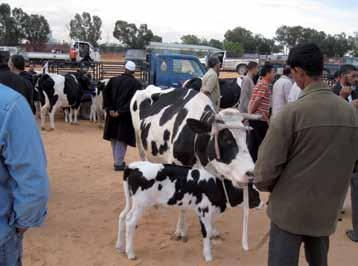 The SAT2 strain, which originates in sub-saharan Africa, has not been recently observed in MENA and constitutes a serious threat for the region s livestock population, which is immunologically naive