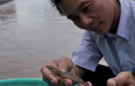 Viet Nam Unknown shrimp disease 11 19 July 2011 Team: aquatic animal health expert, aquatic epidemiology expert, shrimp aquaculture expert, operations officer.