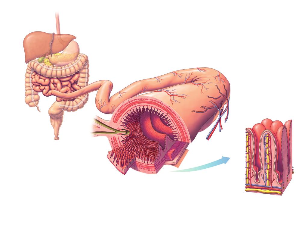 Section 2 / The Digestive System Connecting Absorption After the chyle is formed, it continues through the small intestine and the next stage of the digestive process starts: absorption.