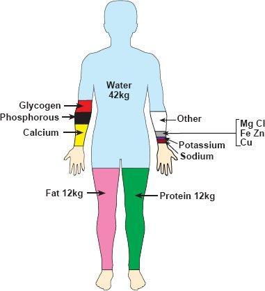 The body is composed of: Water 61.6% Fat 13.