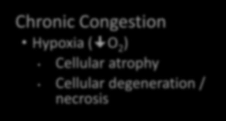 ALTERATIONS IN BLOOD FLOW & PERFUSION - CONGESTION Histopathology Acute