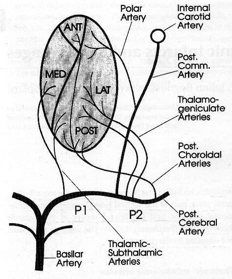 3 Vascular Supply: The thalamus derives its blood supply from the posterior cerebral and posterior communicating arteries. Normally there are paired thalamic and midbrain perforators.