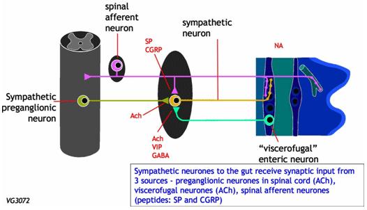 Figure 10. Figure 11. B. Enteric Nervous System (ENS) or Intrinsic Nervous System 1. General Comments a.