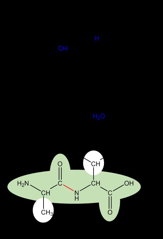 At ph 7, aspartic acid and glutamic acid lose the proton on their side chain carboxylic acid, making them negatively charged.