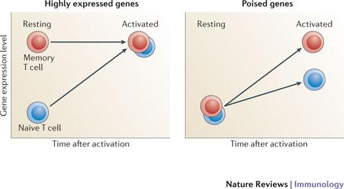 There are two main kinetic patterns of expression for genes that are expressed at higher levels in memory T cells than in naive T cells.