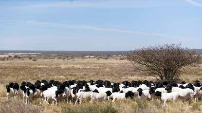 SHEEP LICK CONCENTRATE RSA Reg No: V18396 (Act 36/1947) Namibia Reg No: N-FF 2104 Concentrate Moisture (maks) 120 Crude protein (min) 360 Protein from NPN % 60.