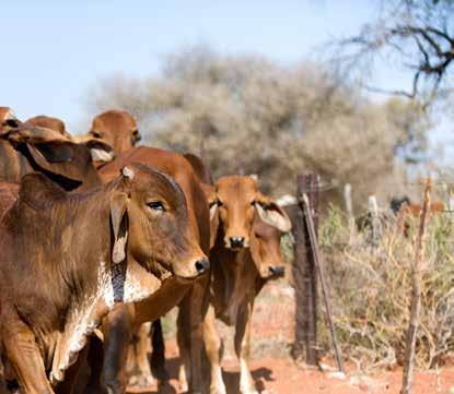 CATTLE LICK 42 RSA Reg No: V18397 (Act 36/1947) Namibia Reg No: N-FF 2103 Concentrate Crude protein (min) 420 Protein from NPN% 95.