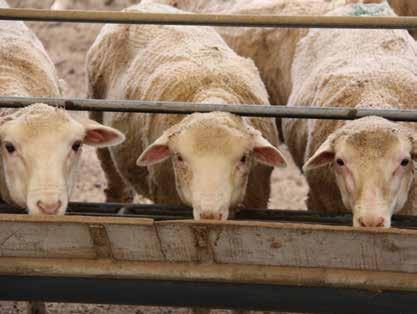 FEEDLOT 40 RSA Reg nr: V25271 (Act 36/1947) Protein supplement for ruminants Crude protein (min) 400 Protein from NPN % 65 Phosphorus (min) 2.