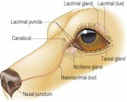 Keratoconjunctivitis Sicca (KCS) Dry Eye in Dogs The eyes of dogs are beautiful orbs with intricate parts functioning together to enable each of us to see the incredible world surrounding us.