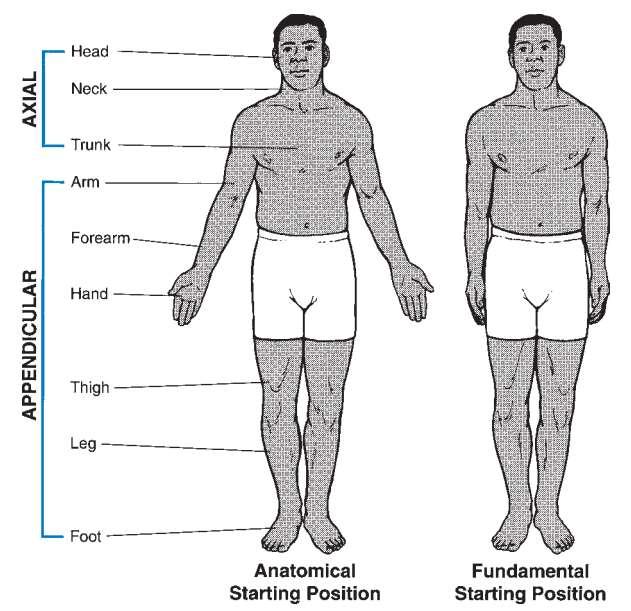 Anatomical Movement Descriptors: SEGMENT NAMES Anatomical versus fundamental starting position.