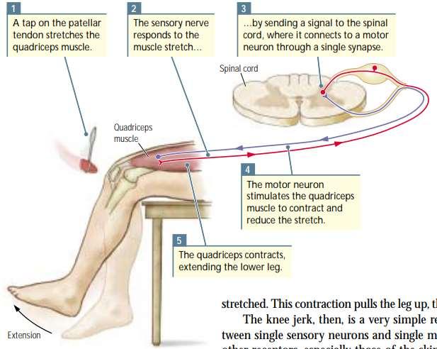 The knee-jerk, or stretch, reflex produced by a light tap on the patellar tendon. The subject is seated on a table so that the lower leg hangs free.