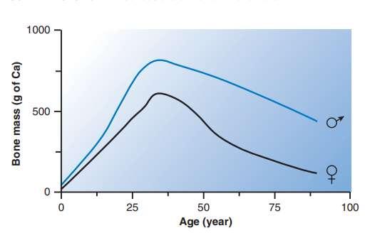 Peak bone mass occurs during the late third decade of life.