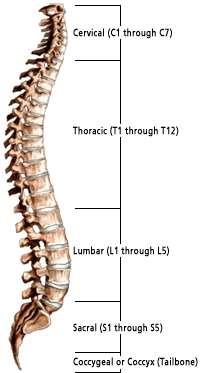 Fuselage framework Backbone (columna verterbralis) 33-34 vertebrae, ribs, sternum 7 cervical (vv.