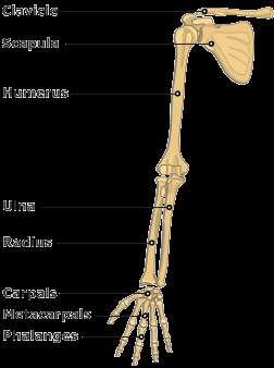 Upper limb, Arm Clavicle Scapula Humerus