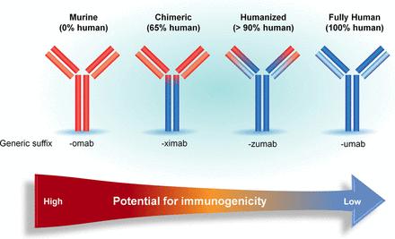 Monoclonal Antibodies (Mabs) The magic bullet concept From murine to