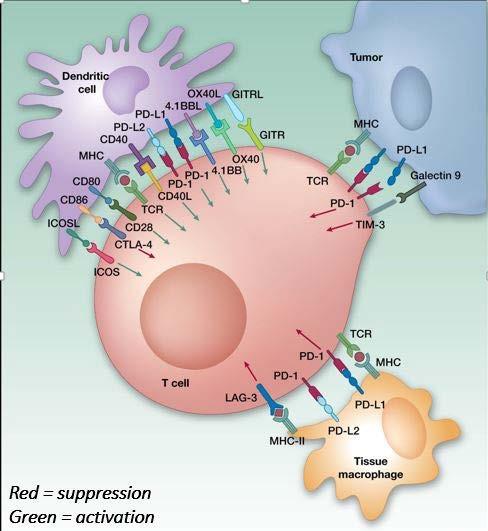 Immune Checkpoint Inhibition T cells have checkpoints ie PD-1 & CTLA-4 which protect against auto-immunity & excessive immune responses to an infection Tumours can also take advantage of such immune