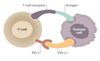 Checkpoint Inhibibitor Therapies PD-1 blockade PD-1 is an immune inhibitory receptor on the surface of T cells