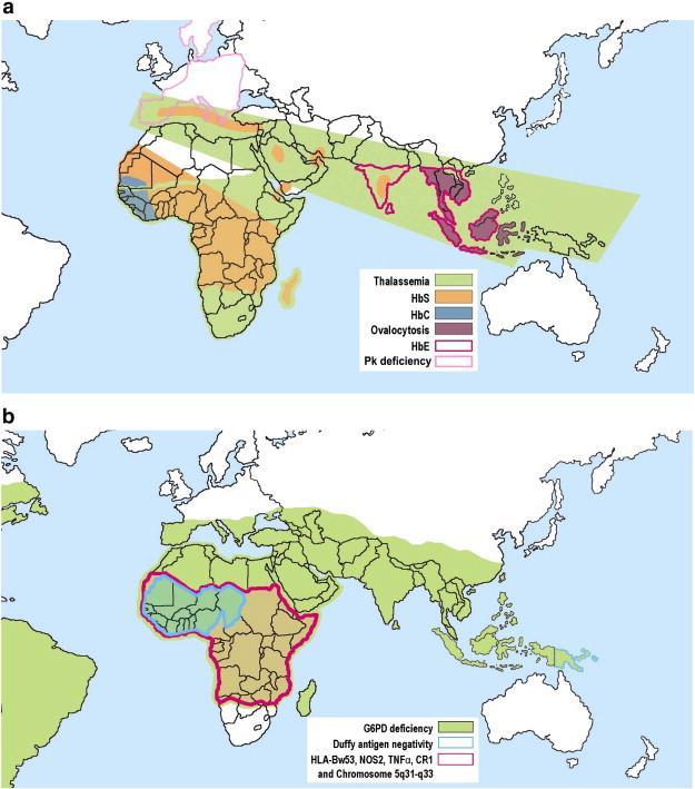 Introduction ~ 5% of the world s population carries trait genes for haemoglobin disorders Carriers ~
