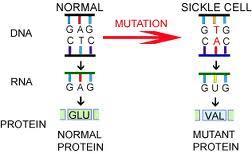 Genetics Autosomal recessive disorder Mutation on β-globin