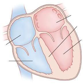 ANATOMY OF THE HEART Left Atrium Septum