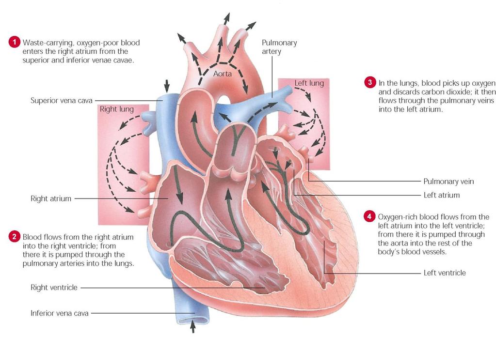Circulation in the Heart Fahey/Insel/Roth, Fit & Well: Core