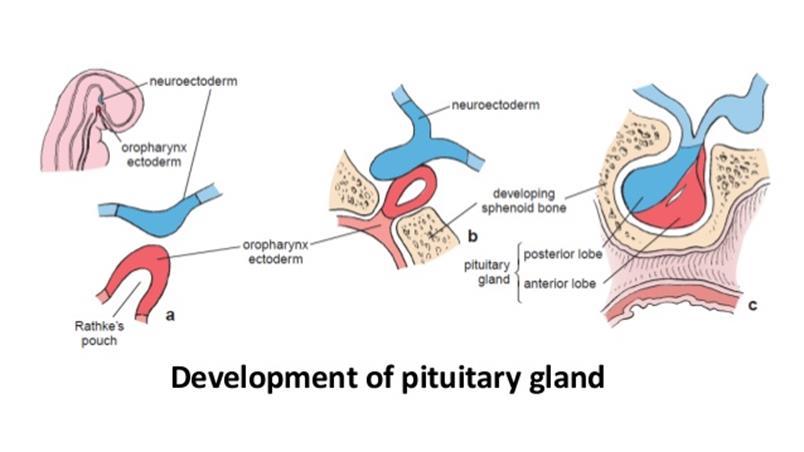 Development of the pituitary Gland Anterior Pituitary: Oral Ectodermal origin. Projection from the the mouth is called the Rathke s pouch. Upward out pouch from roof of primitive oral cavity.