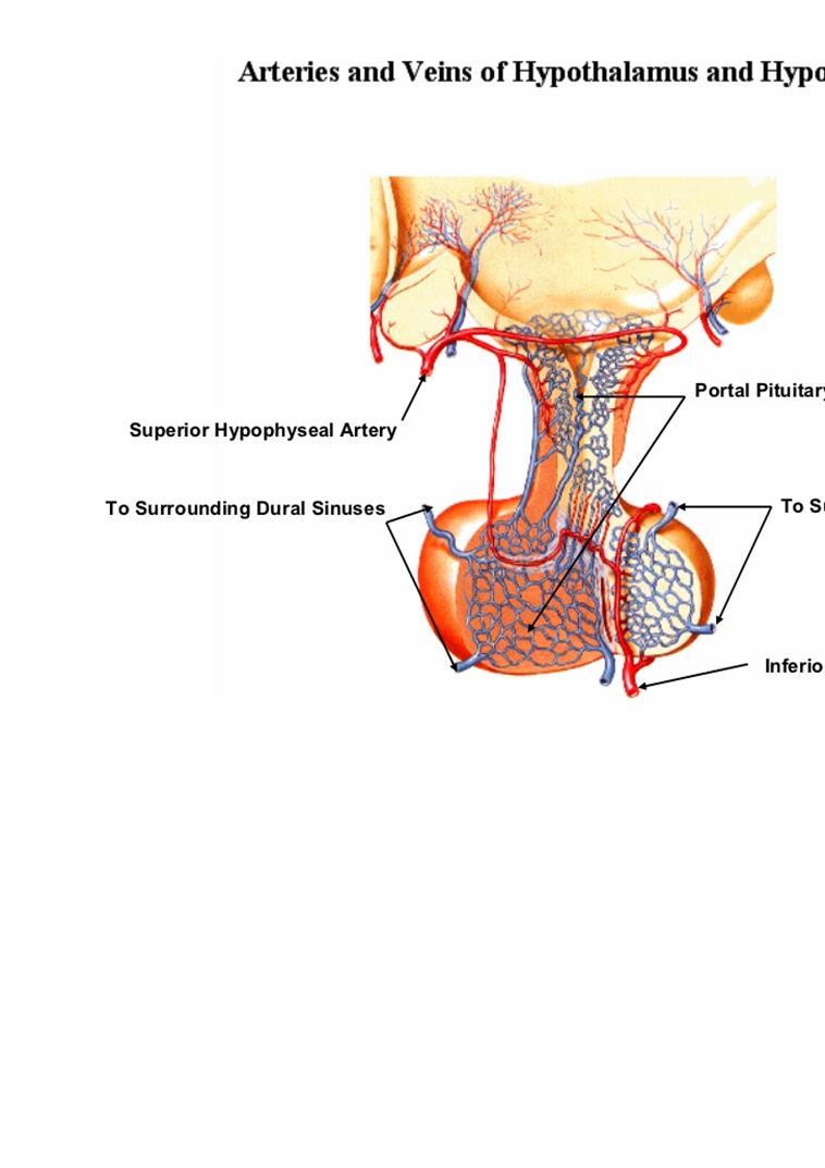 Hypophyseal portal system The hypophyseal portal system is a system of blood vessels in the microcirculation at the base of the brain. It connects the hypothalamus with the anterior pituitary.