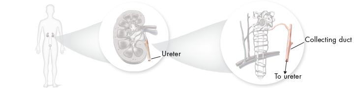 Urine Excretion From the collecting ducts, urine flows to the ureter of each kidney.