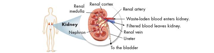 Control of Kidney Function The activity of the kidneys is controlled by the composition of the blood itself.