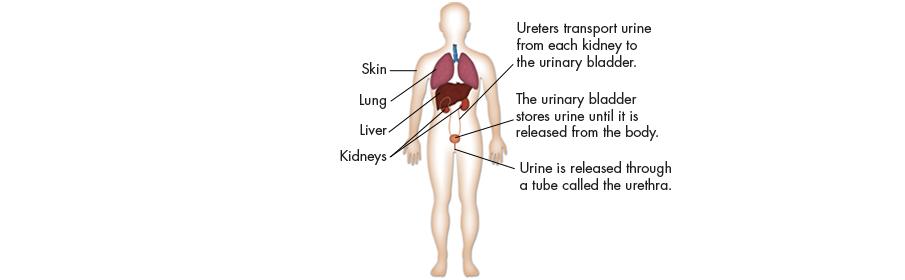 Structures of the Excretory System include: ü Skin ü