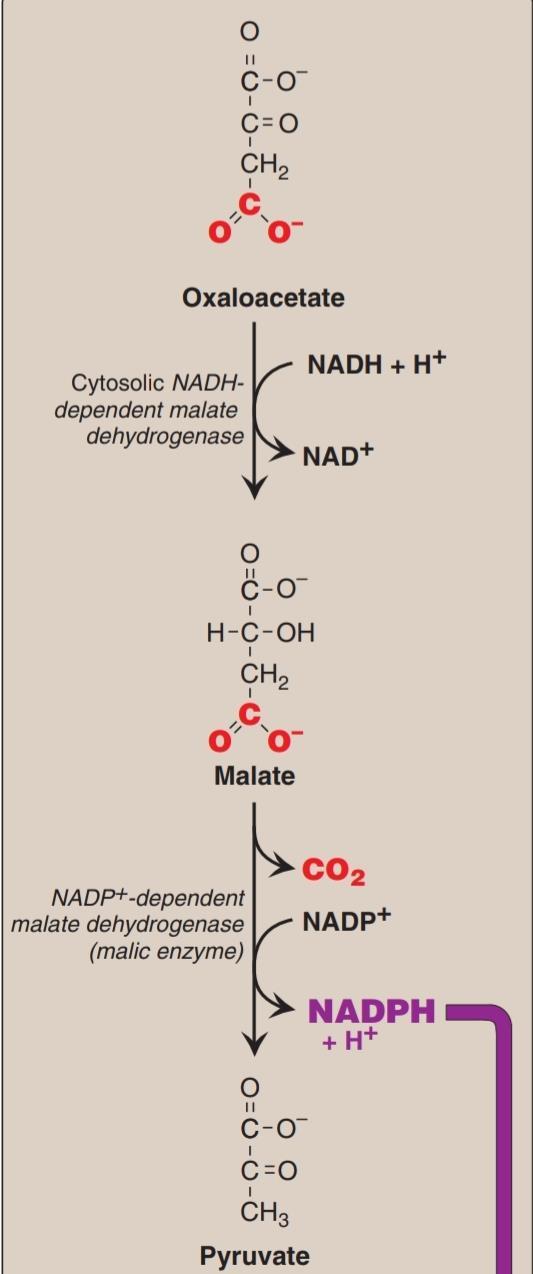 Sources of NADPH [ The pentose phosphate pathway is the primary source of the NADPH and is the only source in RBC.] Cytosolic conversion of oxaloacetate to pyruvate with the generation of NADPH.