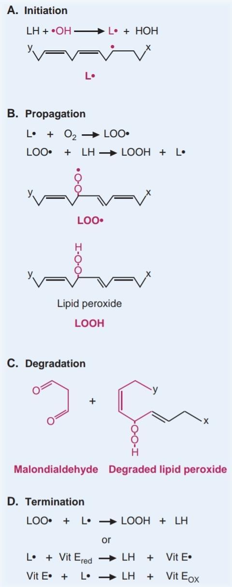 - Forming Peroxyl radical : LH + O2 LOO - Formation of Lipohydroperoxide : LH+ LOO LOOH + L Termination : The chain reaction can be terminated by reduced vitamin E and other lipid-soluble
