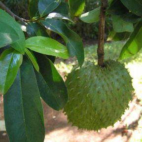 Graviola Tree (Guyabano / Soursop) Graviola tree or Soursop / Guyabano (Anona Muricata) is a fruit bearing tree popular in tropical zone.
