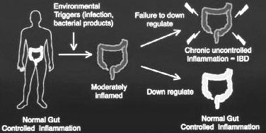 IBD Intestine Environmental Triggers (infection, bacterial products) Failure to down regulate Chronic uncontrolled inflammation = IBD Moderately inflamed Down regulate Normal gut Controlled