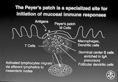 How Do Cells Home to the Mucosal Immune System?