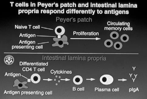Cells of the Mucosal Immune System T cells Lamina Propria Peyer s