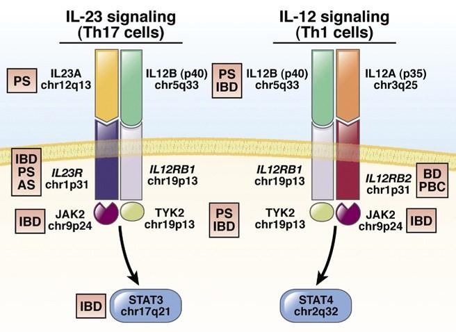 Molecular mechanisms of IBD IL-23 and IL-12 signaling axis shared signaling mediators IL-12RB JAK2 PS=psoriasis; AS=ankylosing