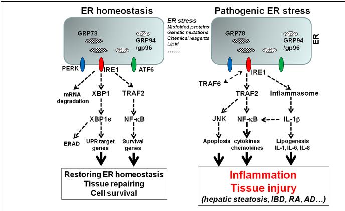ER-stress/ Unfolded Protein Response pathway Prolonged/unresolved ER stress leads to