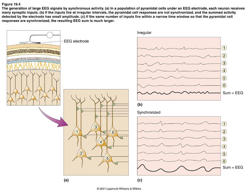 Rhythms of the Brain 1 of 8 I. EEG A. Measures current flow during synaptic excitation of the dendrites of a large number of pyramidal cells. 1. 80% of the brain made up of these cells 2.
